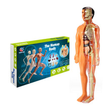 Last inn bildet i Galleri-visningsprogrammet, 3D menneskekropps torsomodell for Kid Anatomy Model Skjelett