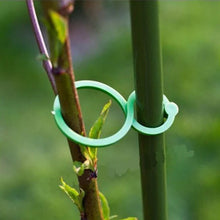 Last inn bildet i Galleri-visningsprogrammet, Hage-plante holder klips