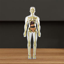 Last inn bildet i Galleri-visningsprogrammet, 3D menneskekropps torsomodell for Kid Anatomy Model Skjelett