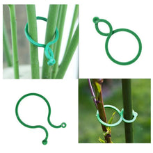 Last inn bildet i Galleri-visningsprogrammet, Hage-plante holder klips