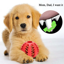 Last inn bildet i Galleri-visningsprogrammet, Dog Chewing Rubber Ball