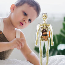 Last inn bildet i Galleri-visningsprogrammet, 3D menneskekropps torsomodell for Kid Anatomy Model Skjelett