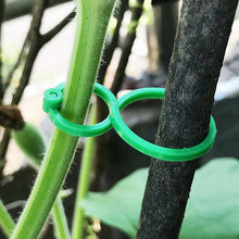 Last inn bildet i Galleri-visningsprogrammet, Hage-plante holder klips
