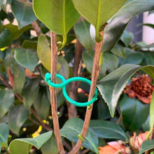 Last inn bildet i Galleri-visningsprogrammet, Hage-plante holder klips
